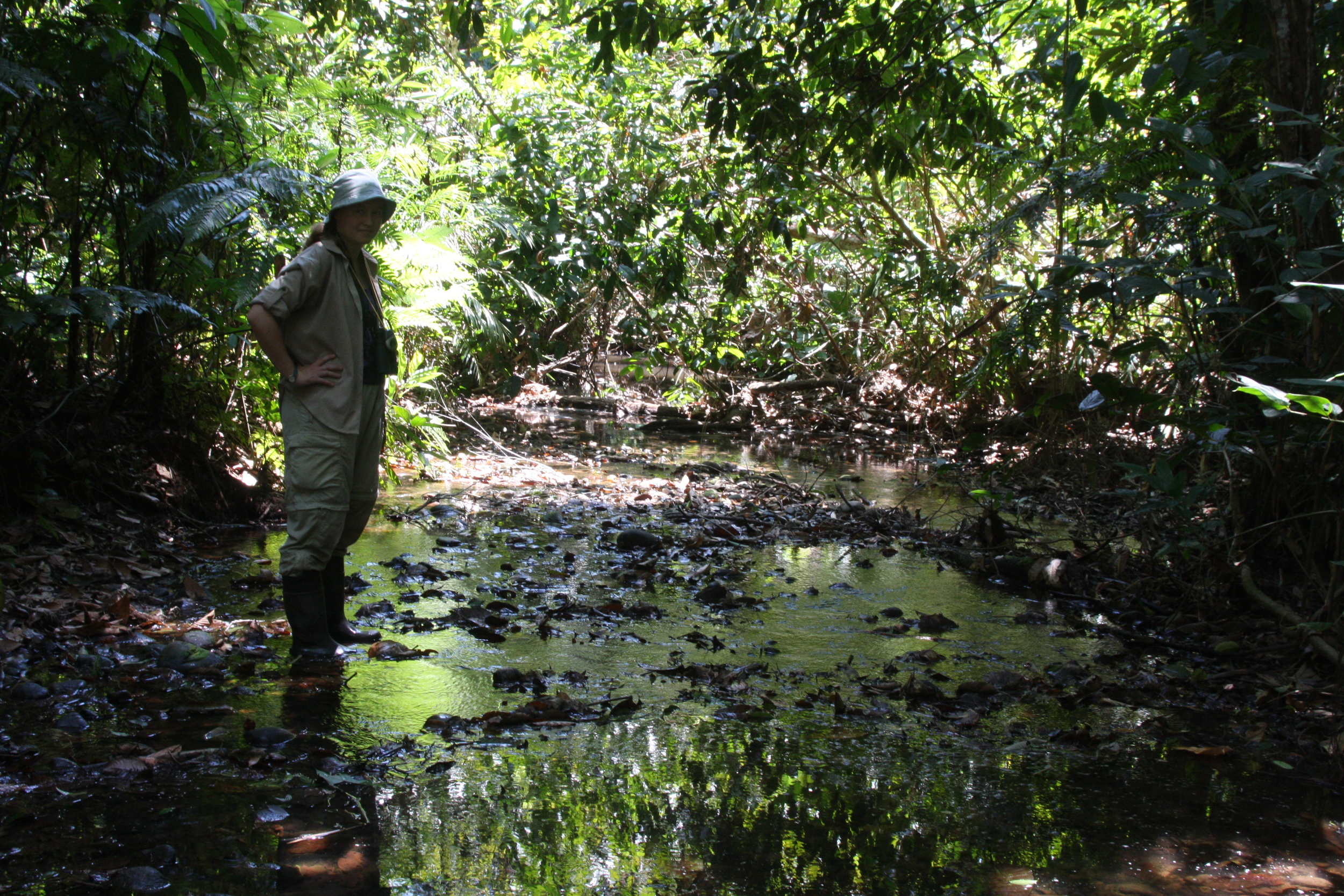 Katie Chalcopteryx site.JPG