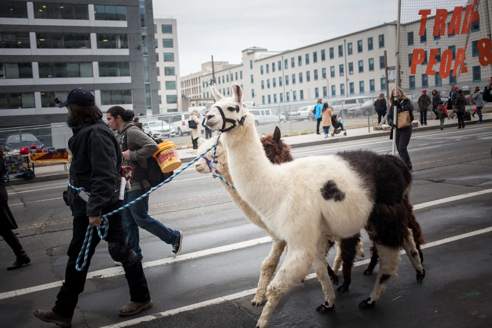Fair trade Llamas.