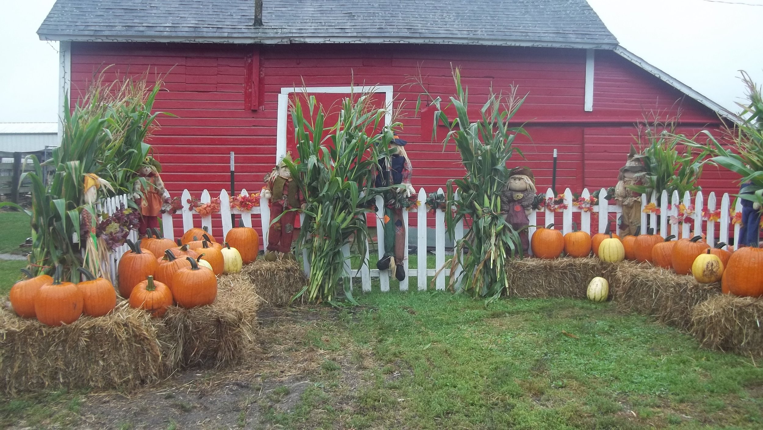 Erickson's Petting Zoo