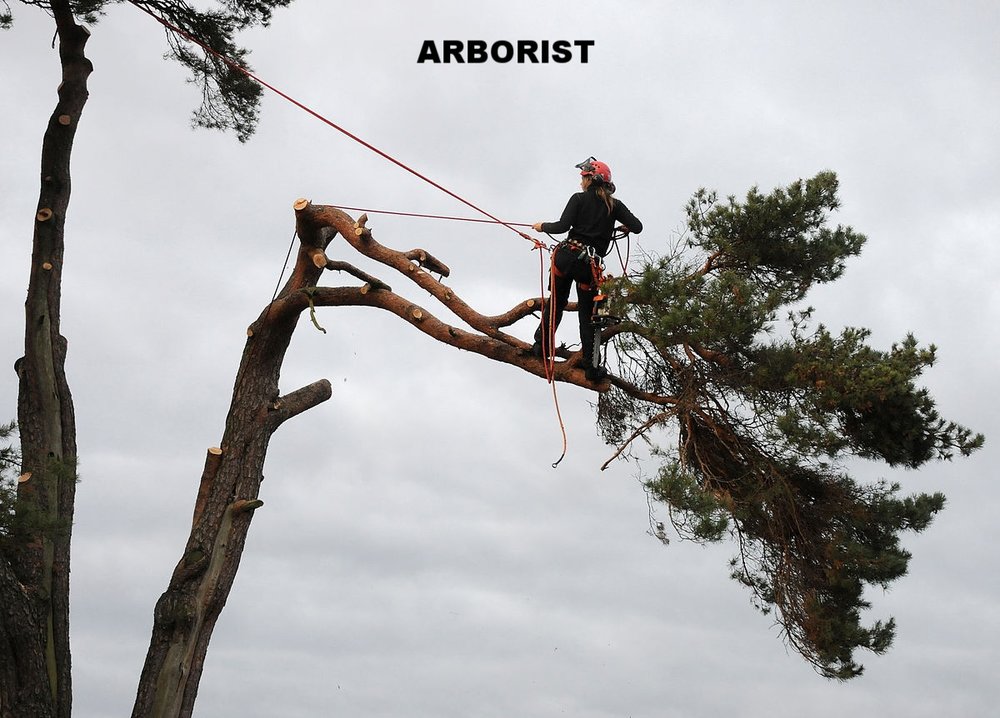 1200px-Arborist4_1024w.jpg