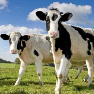 MVF Cows.smallest.jpg