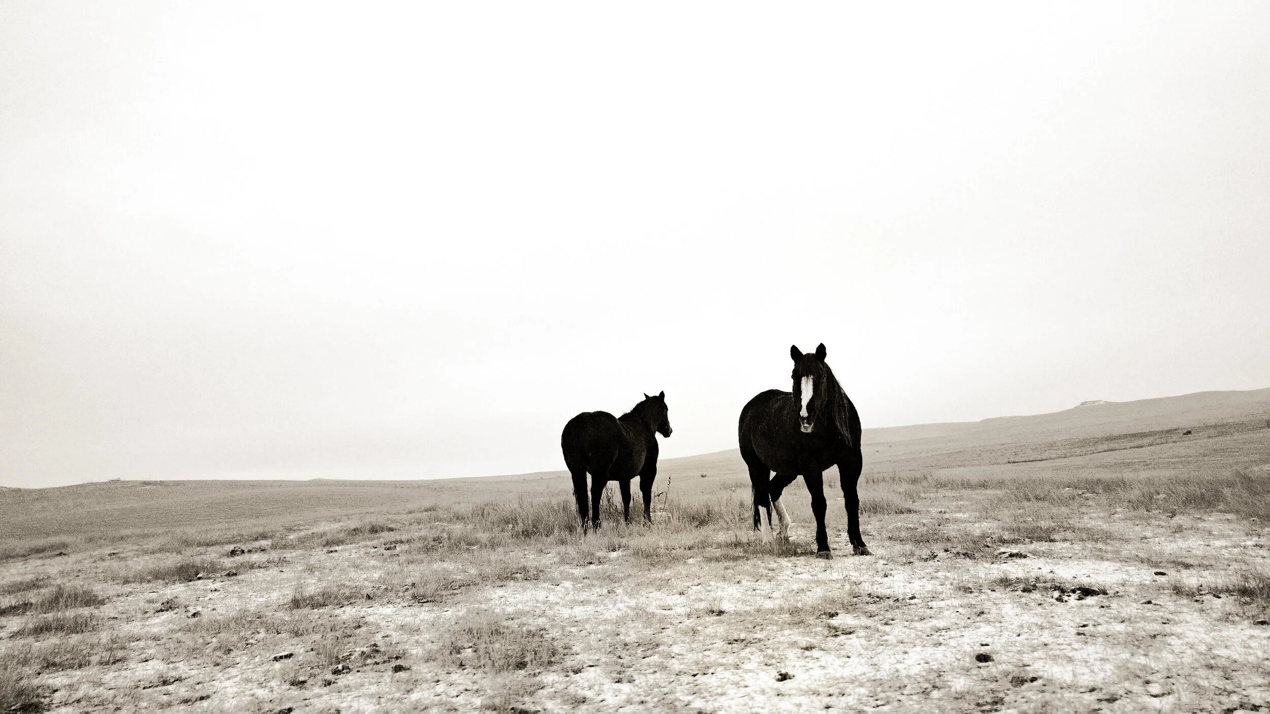 HOrse shot.jpg