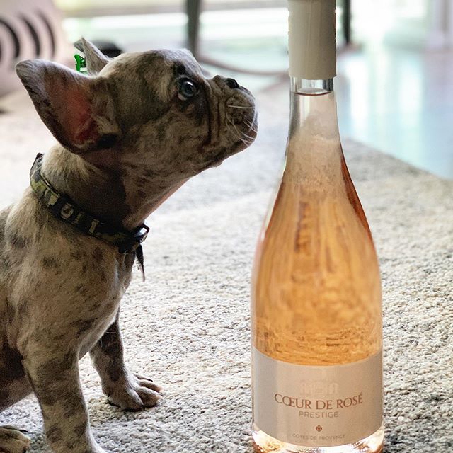 Meet my new puppy, @dognameddom!  He&rsquo;s obviously found the right home, am I right?! If you like cute puppies, give him a bone, aka a follow!! 👉🏼 @dognameddom 👈🏼 #cutestpuppyever #dognameddom #dogsofwine #ros&eacute;season 🌹🍷 @maisoncr