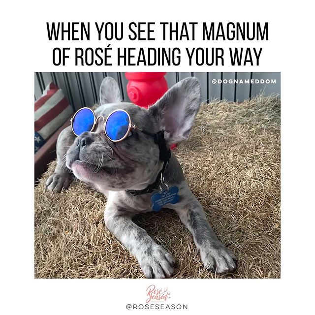 Puppies wearing @rayban knockoffs and magnums of ros&eacute; make everyone happy! 🐶🕶 @dognameddom 🌹🍷 #magnummondays #gobigorgohome #dogsbeingbasic #dognameddom #ros&eacute;season _____________________________________________________________👫 @sa