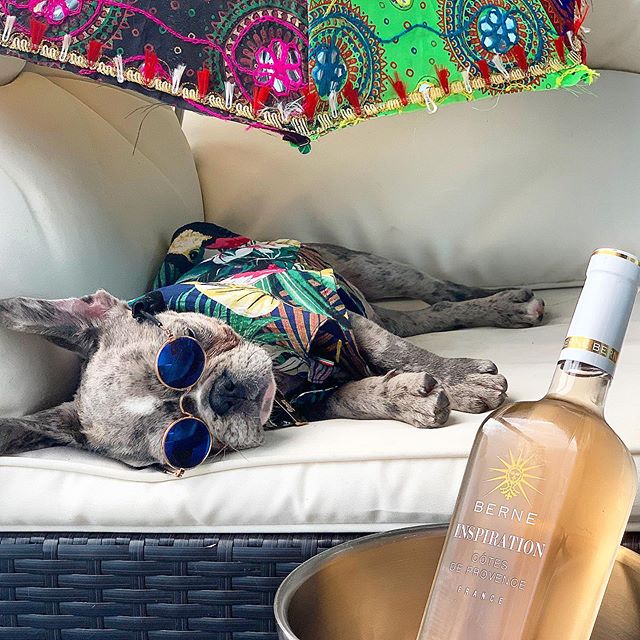 Resting up for the weekend before this awesome puppy party (or should we say PAWty) on Saturday at @toppingrosehouse! 🐾🎉 @inspirationrosewine @puppypartiesnyc @dognameddom 
#hamptonspawty #puppyparty #ros&eacute;allday #ros&eacute;season