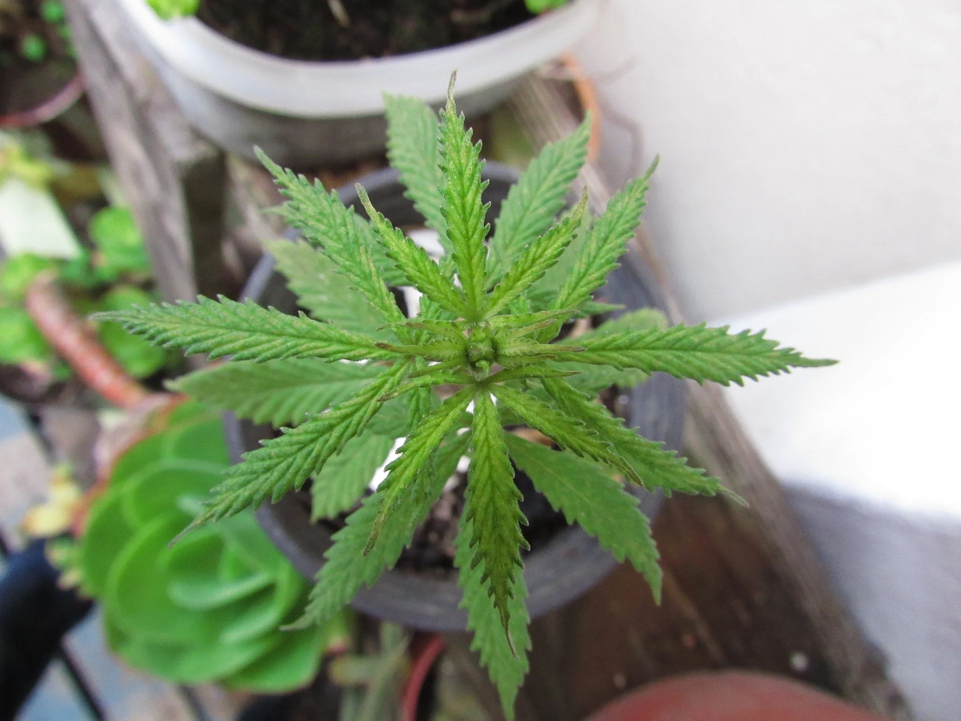 marijuana-998664_1920.jpg