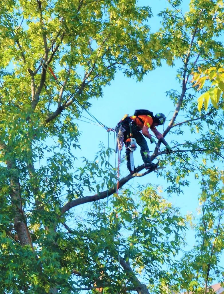 Tree Work December 4 &amp; 5/23