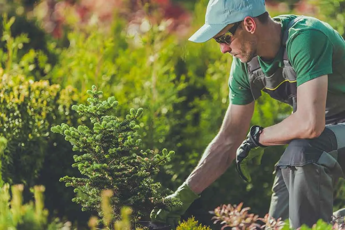 Landscape Repairs starting April 21/25
