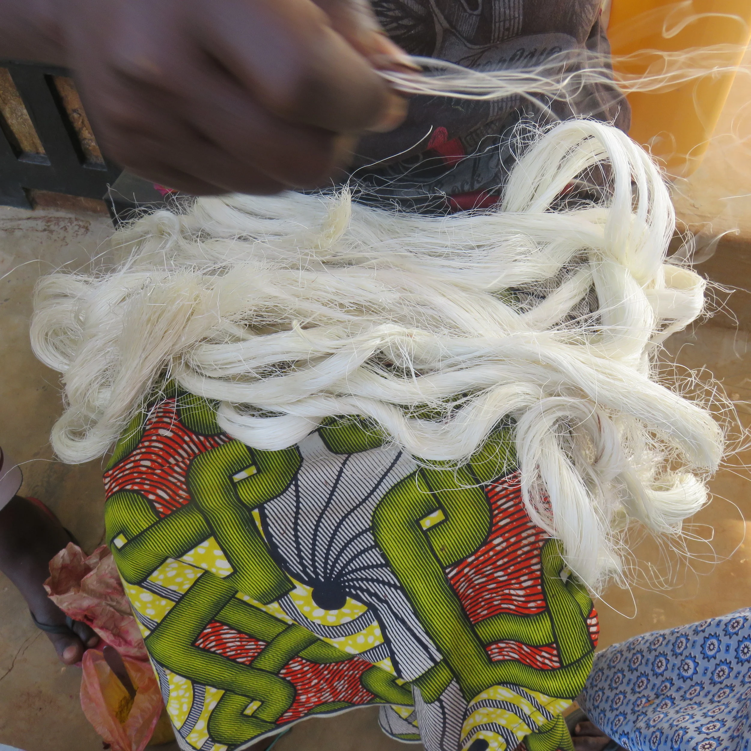 Figure 3: Virgin sisal fiber waiting on a color change.