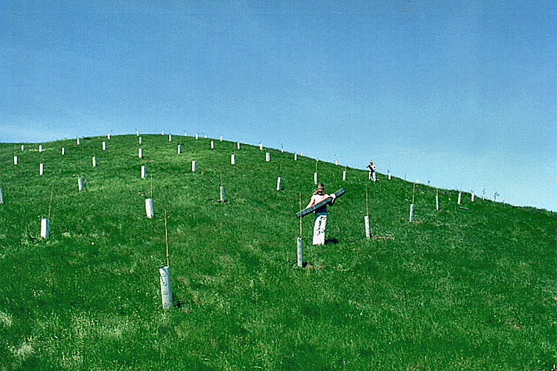2004 - Orchard newly planted