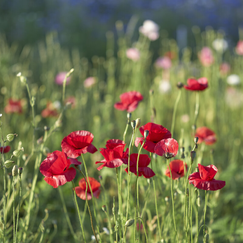 FL 2508 Poppies.jpg
