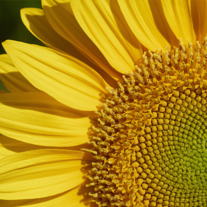 FL 2530 Sunflower.jpg