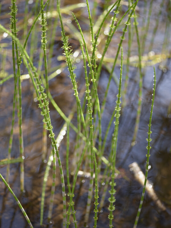 G 270 Horsetail, Hibbard Creek.jpg