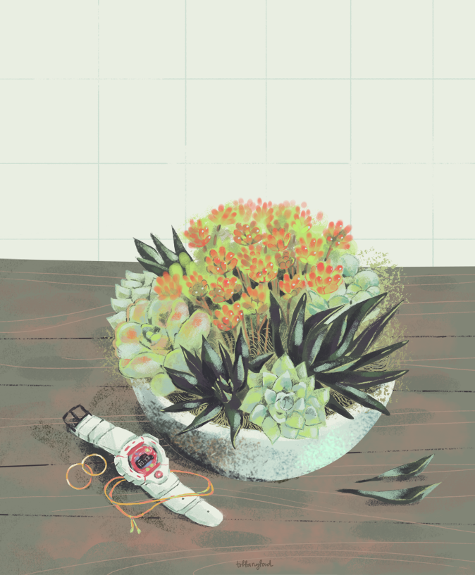 succulent time