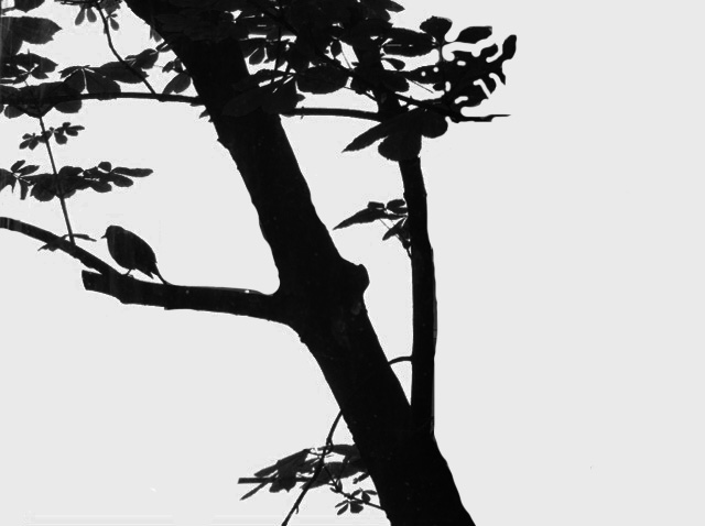 Birdontree black and white.jpg