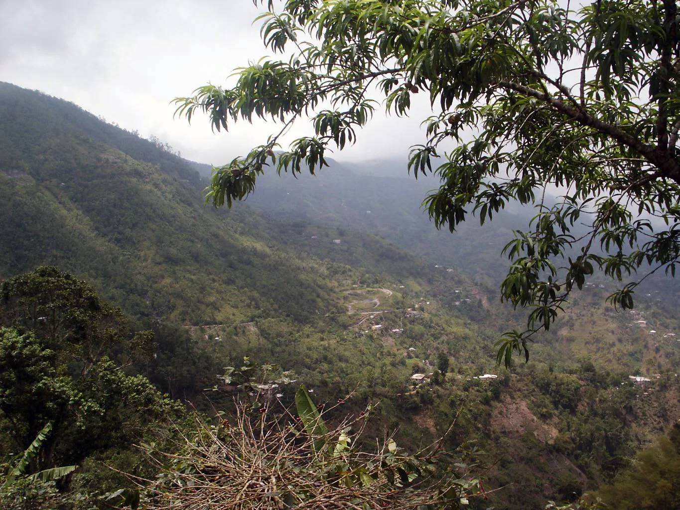 jamaica blue mountains +-40.jpg