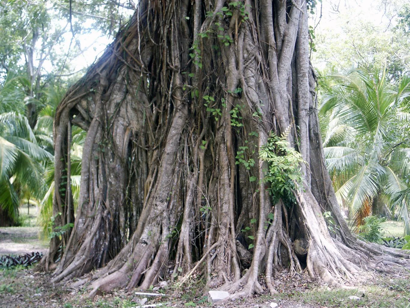 jamaica dunn's and enchanted garden-5.jpg