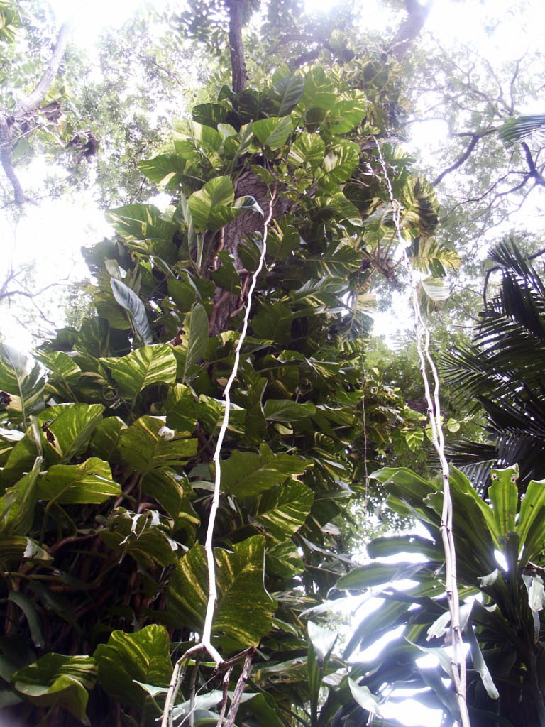 jamaica dunn's and enchanted garden-11.jpg