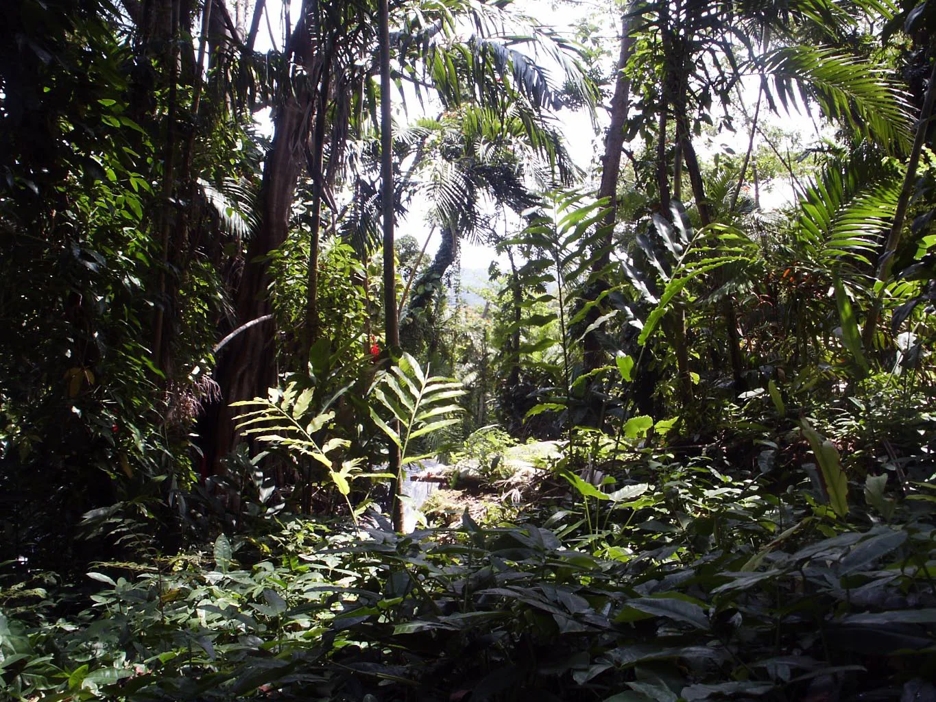 jamaica dunn's and enchanted garden-19.jpg