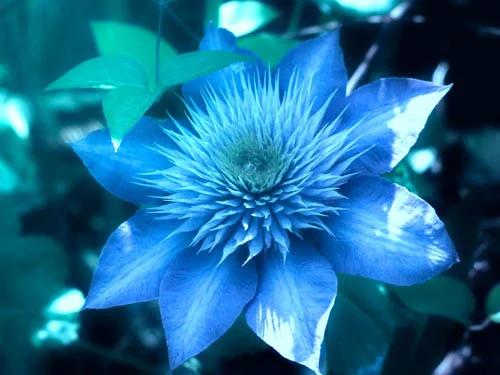 Blue+passion+flower.jpg