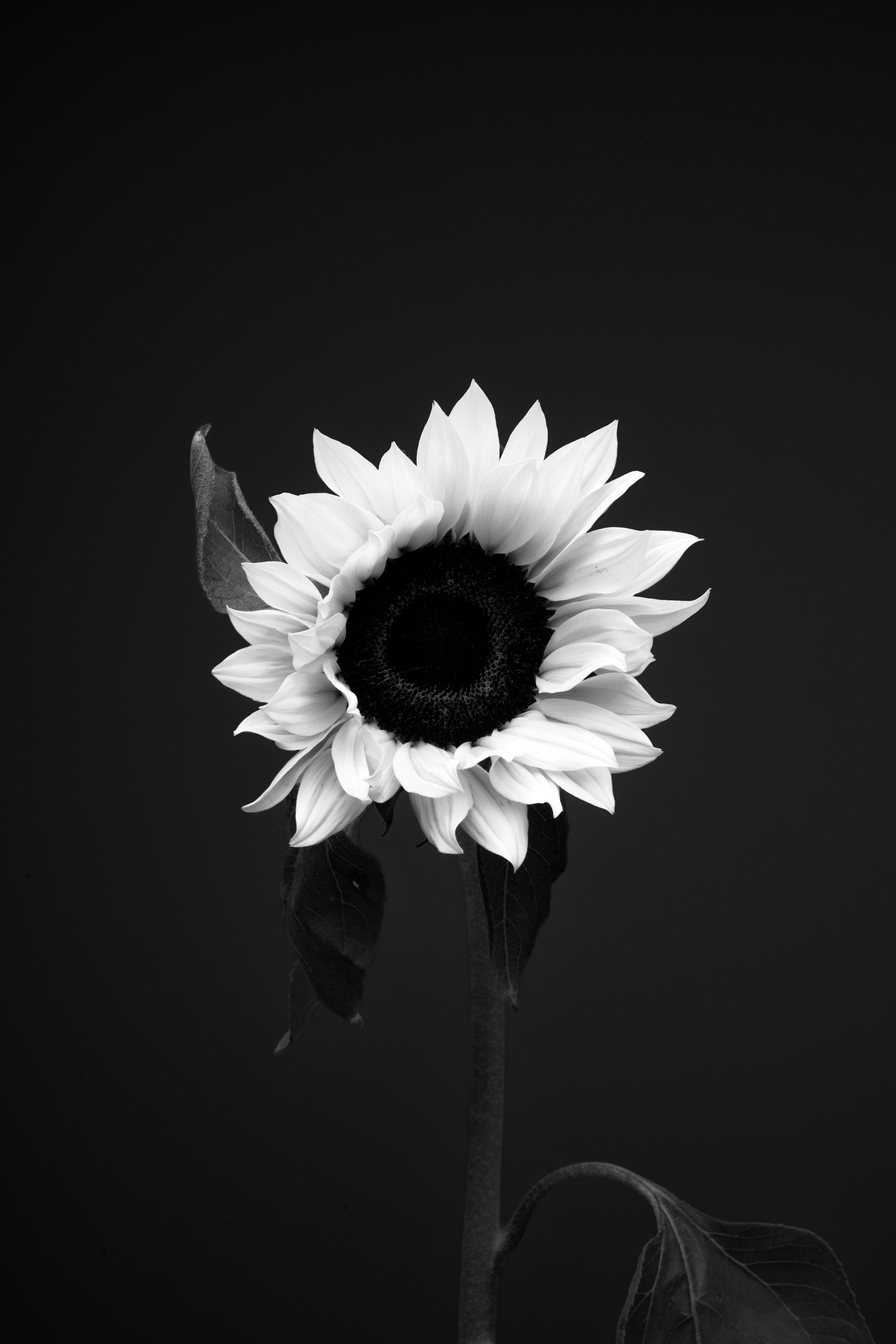 Sunflower – LR – June 08, 2026 – 0003.jpg