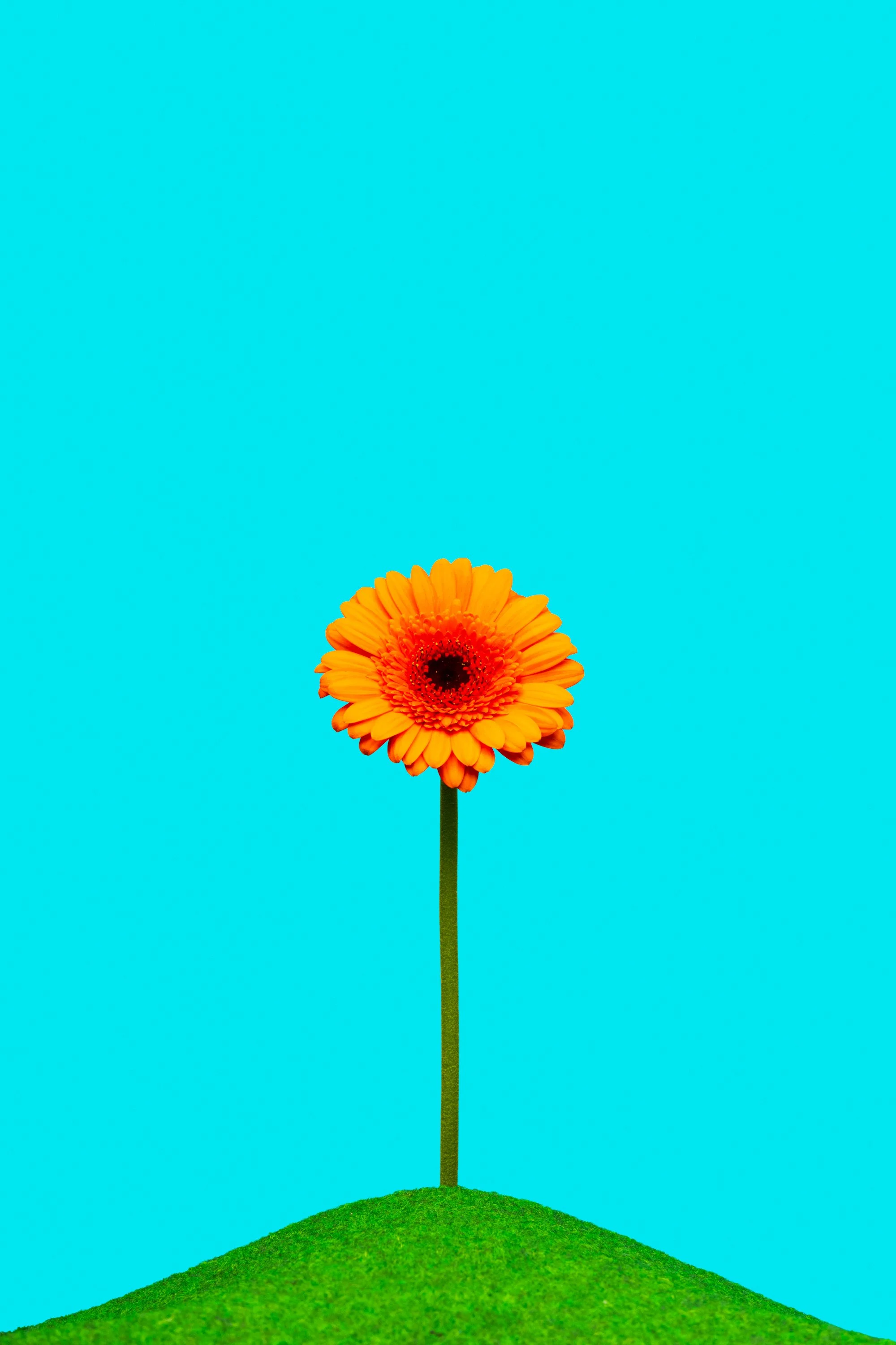 Sunflower – LR – June 08, 2026 – 0002.jpg