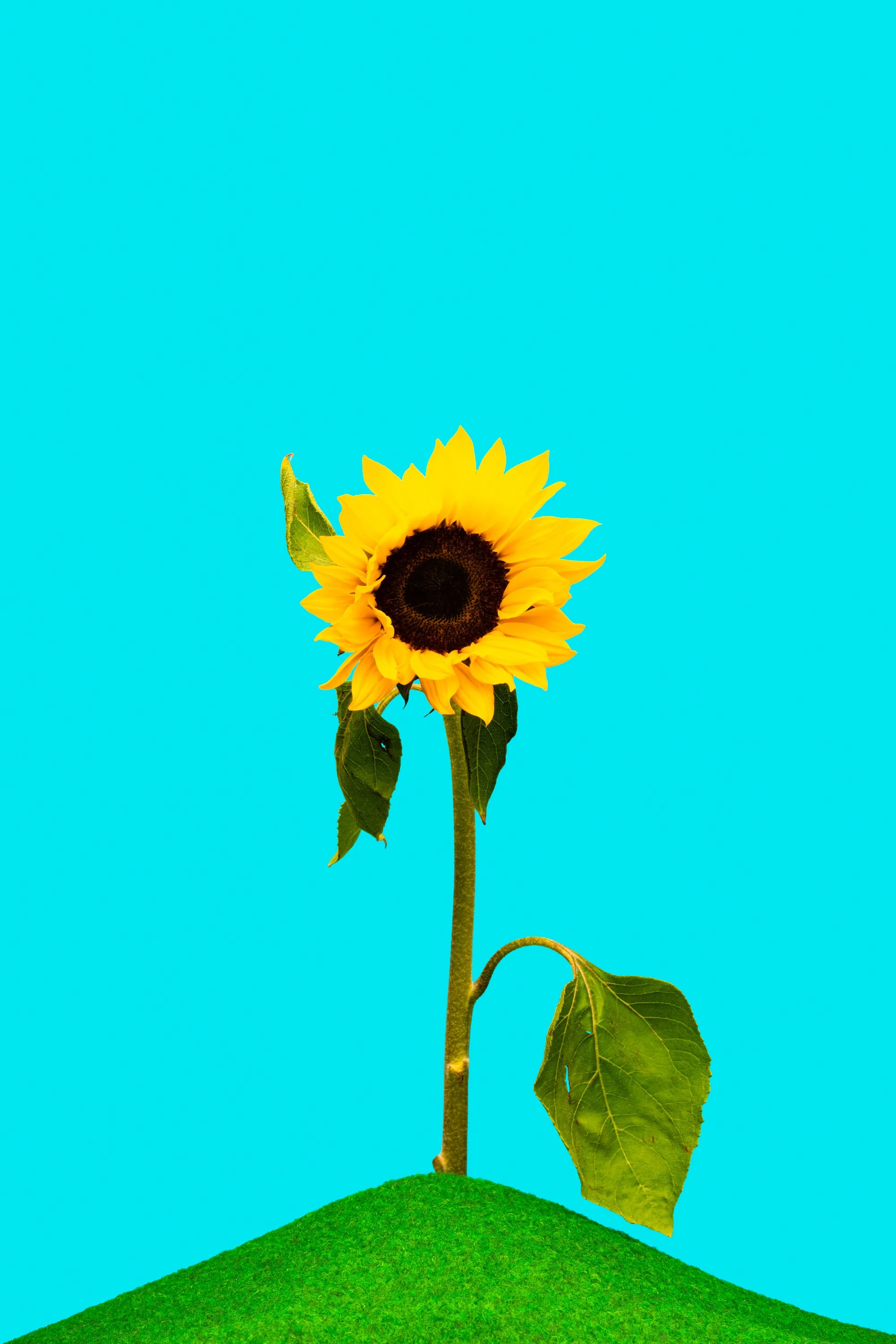 Sunflower – LR – June 08, 2026 – 0004.jpg