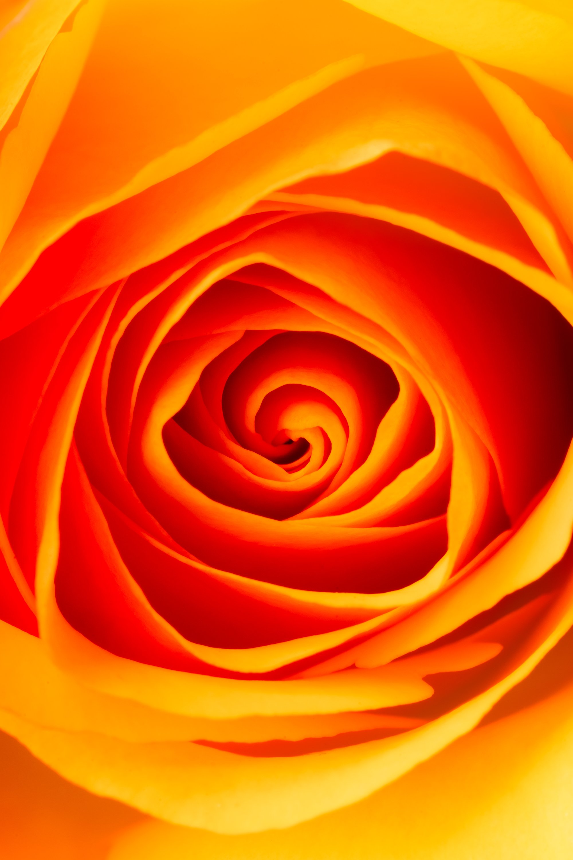 Flower – LR – October 28, 2026 – 0008.jpg