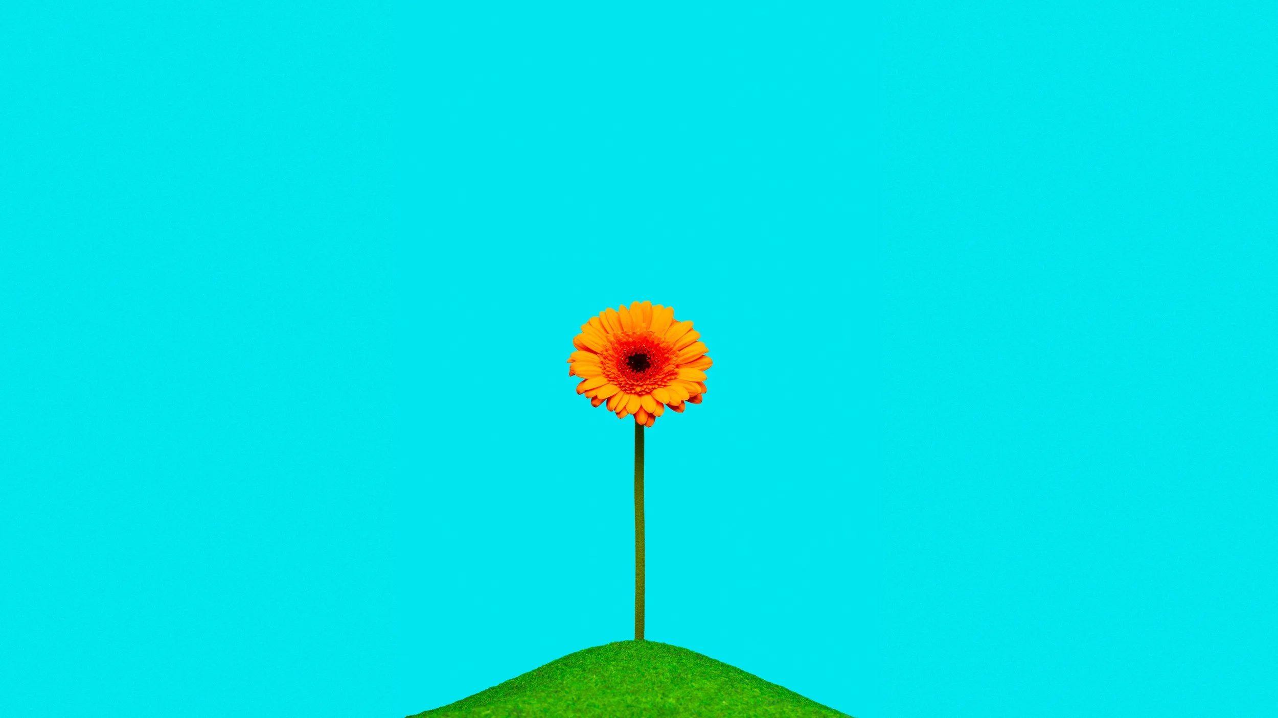 Web Flower.jpg