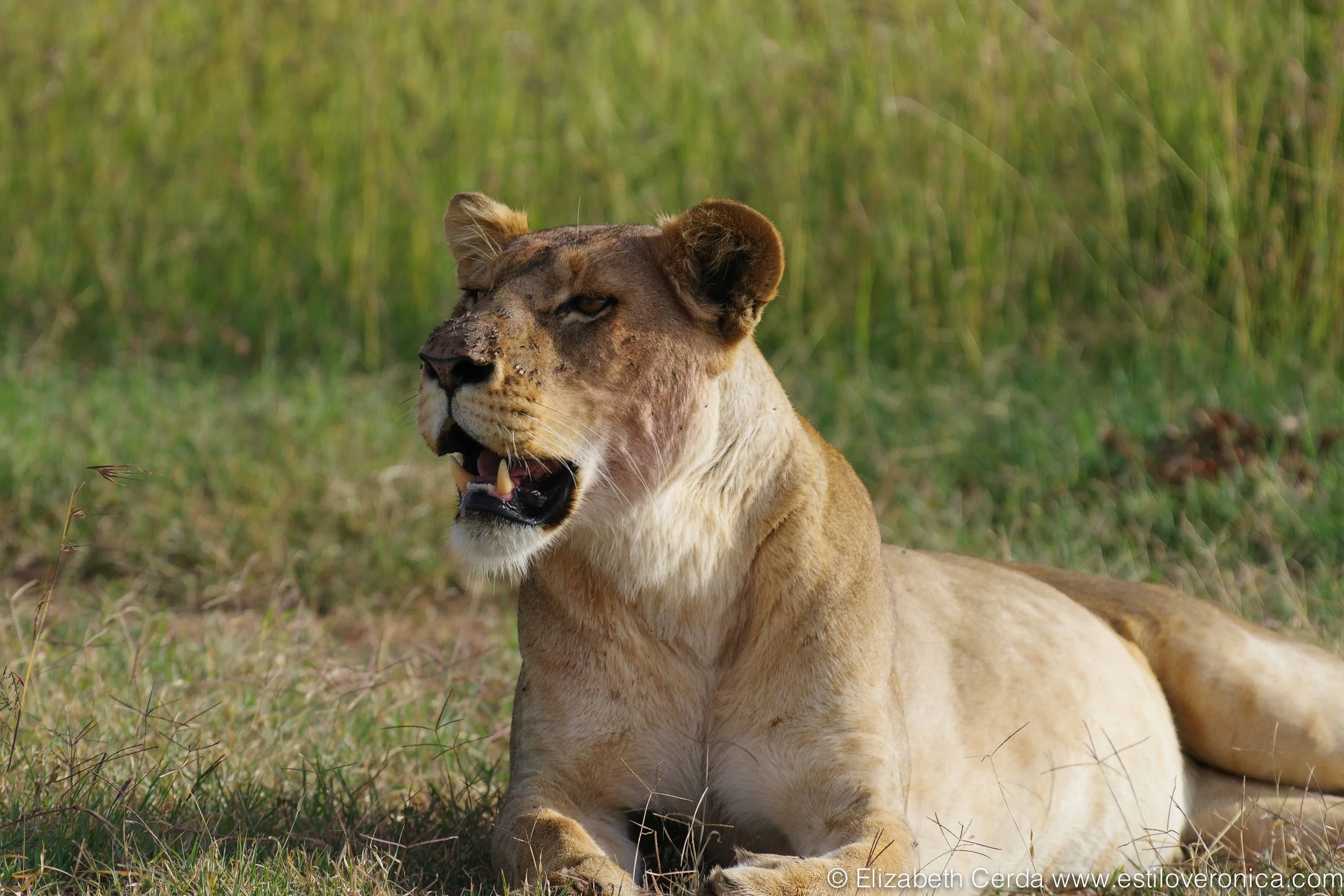 Putting the Brakes on Extinction (Part 1)