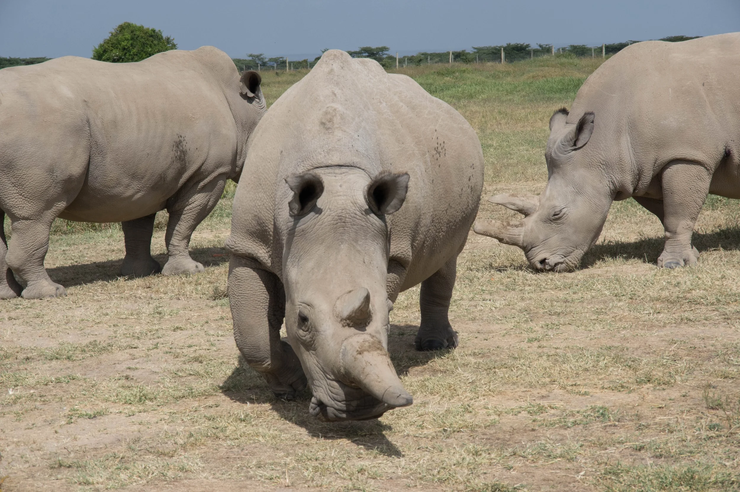 Putting the Brakes on Extinction (Part II)