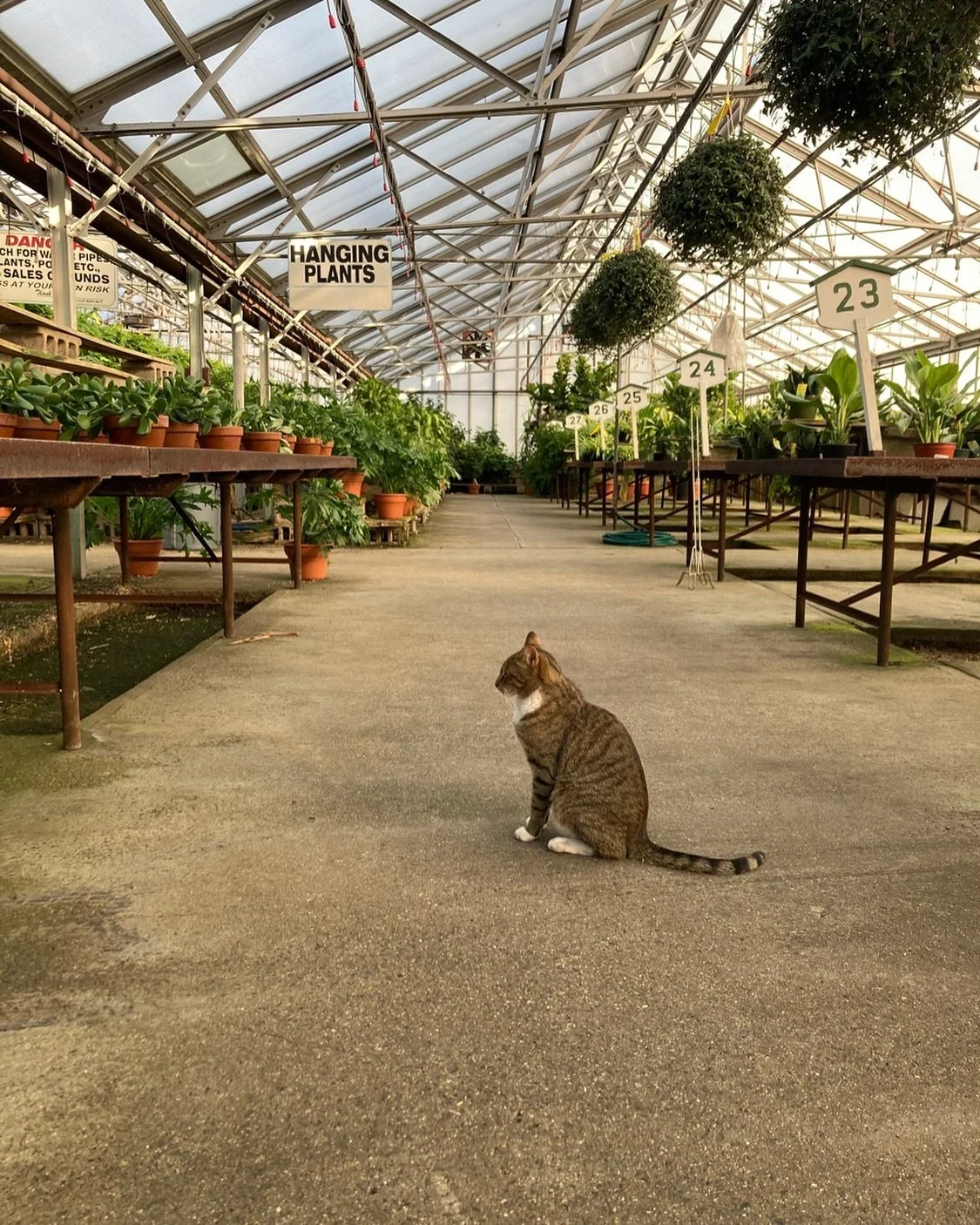 #Greenhouse #Cat #catsnplants #plants #photography #animalsandplants