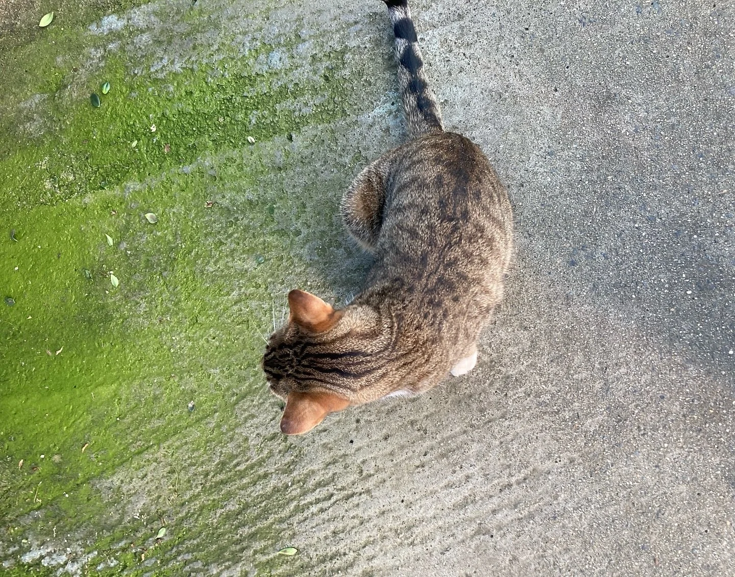 #Greehousecat #cat #patterns #furpattern #catsnplants #animals #cats