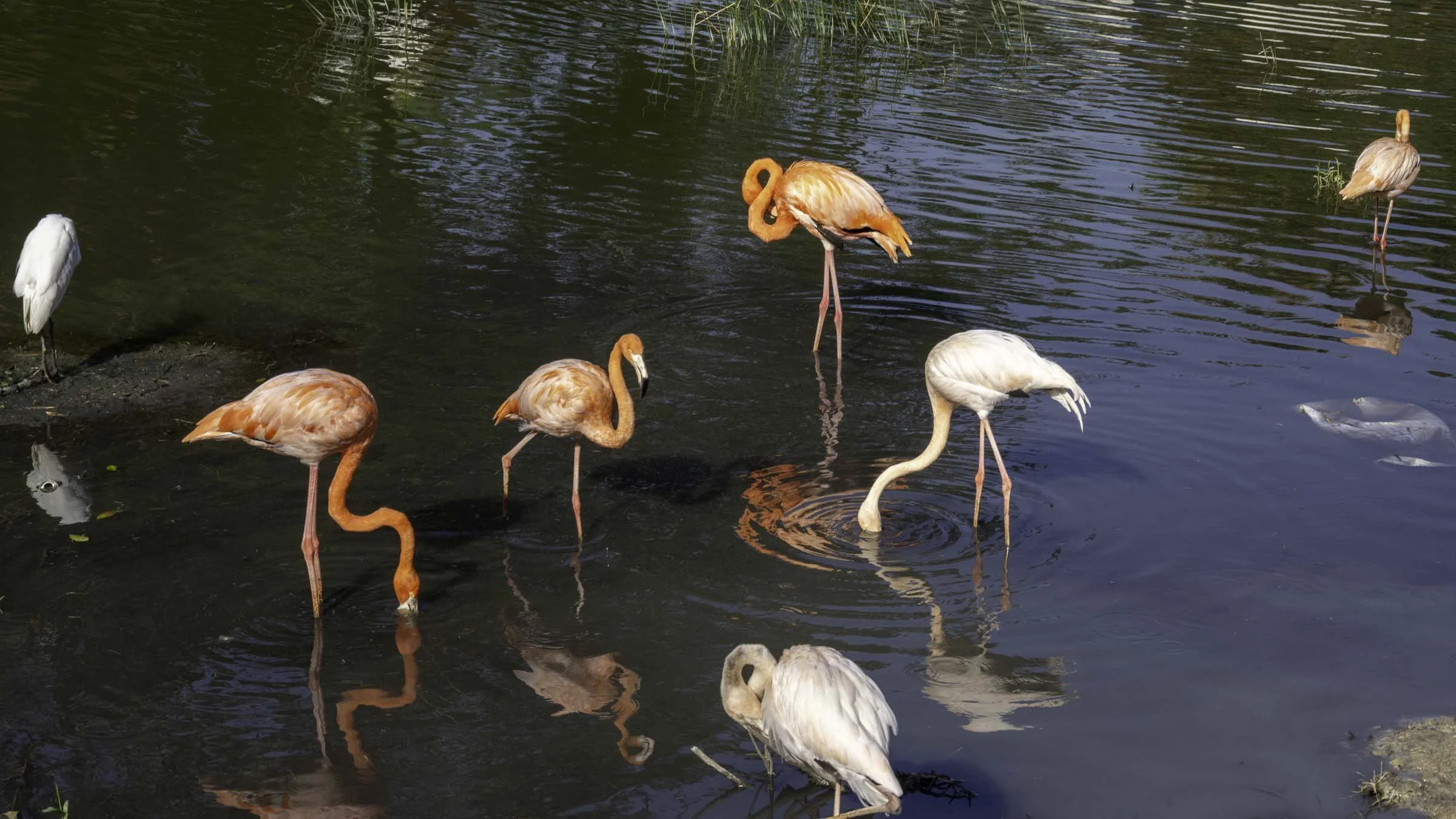  Flamingos in western Cuba. 