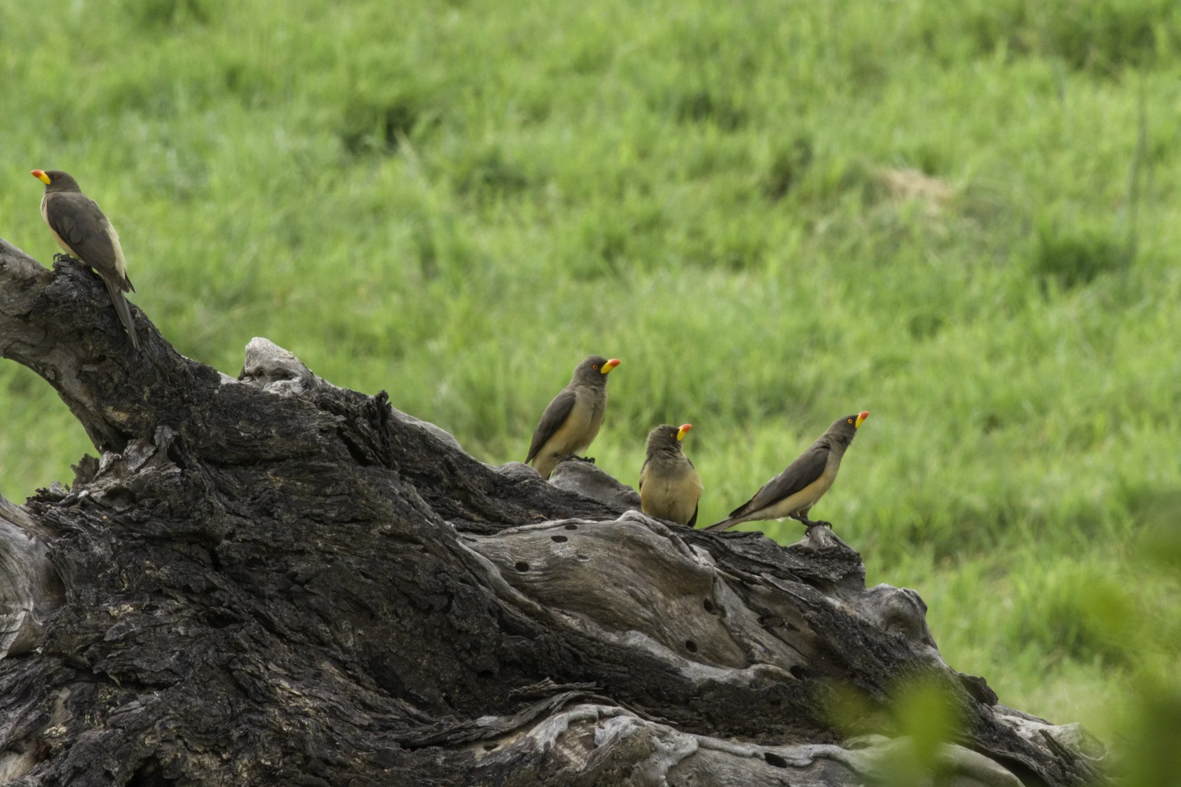 ECerda_RW-IMGP2147.jpg