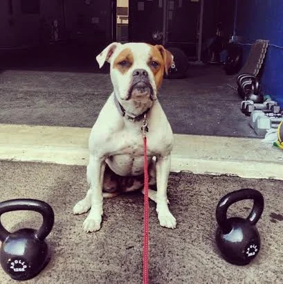 Maggie Moo the After It Training Mascot