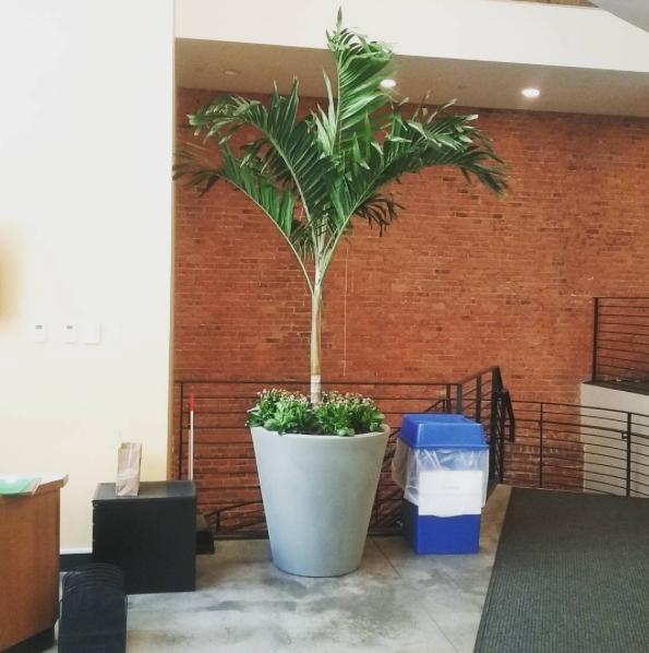 @josegonzalez8631 Palm trees bring joy #makingplaceuws