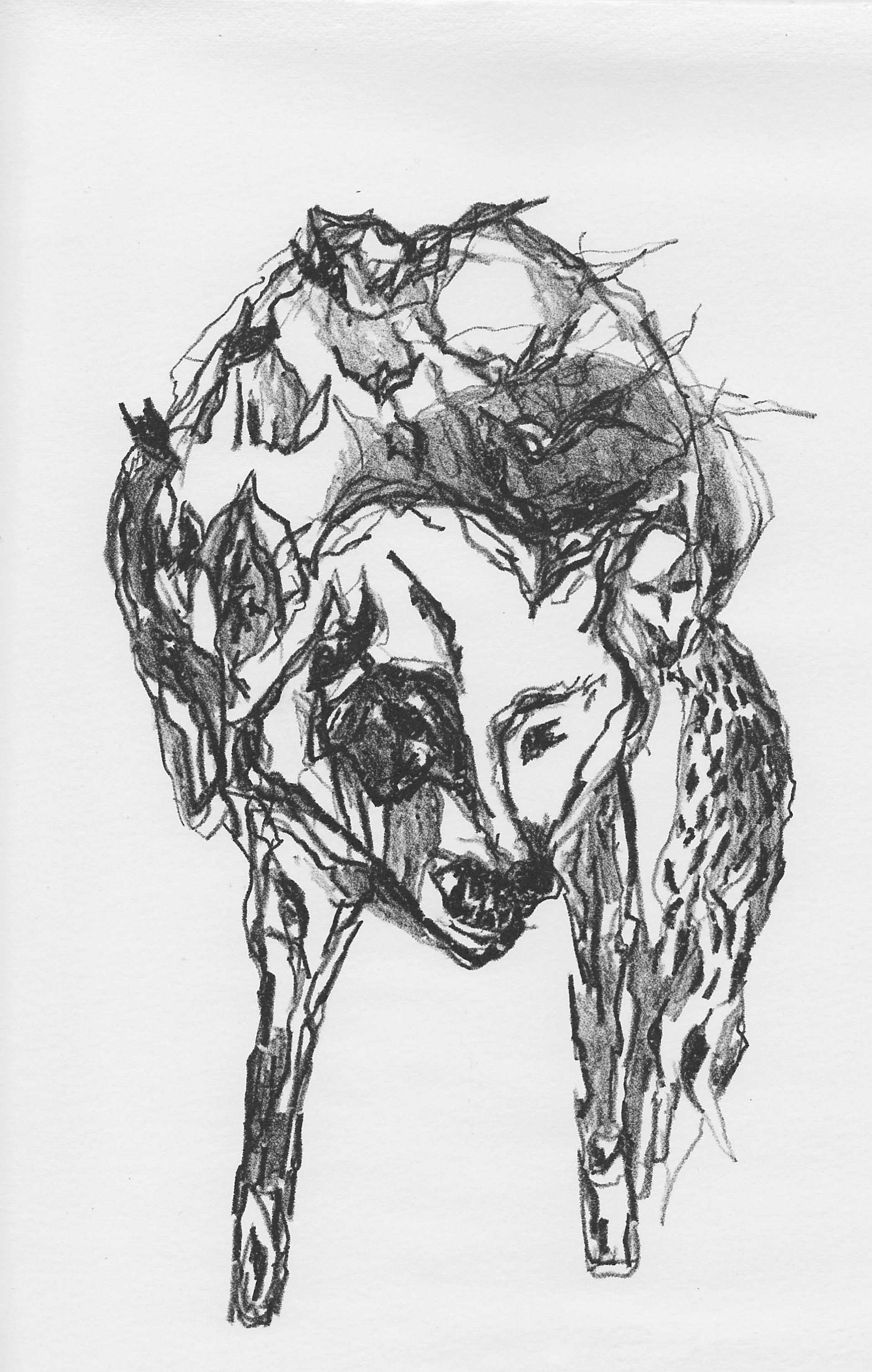 wolf.face_0001.jpg