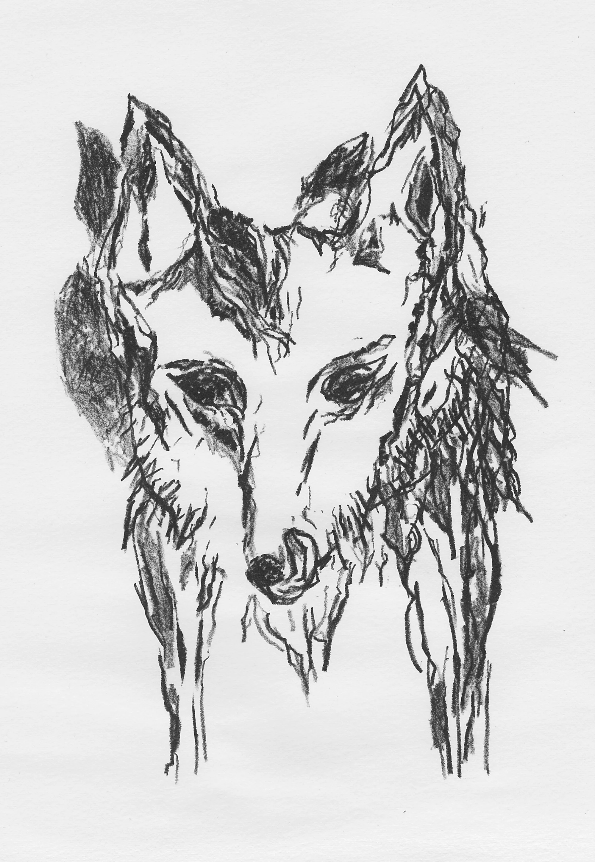 wolf.face.jpg