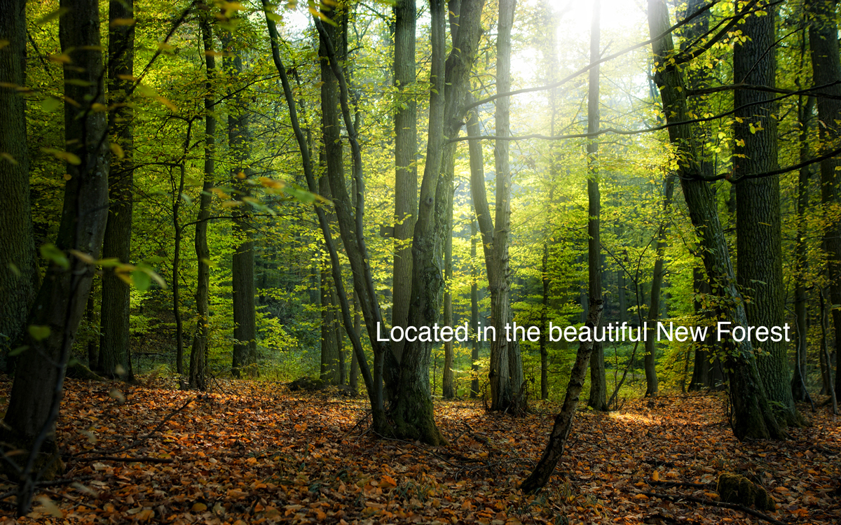 Fairy-forest.jpg