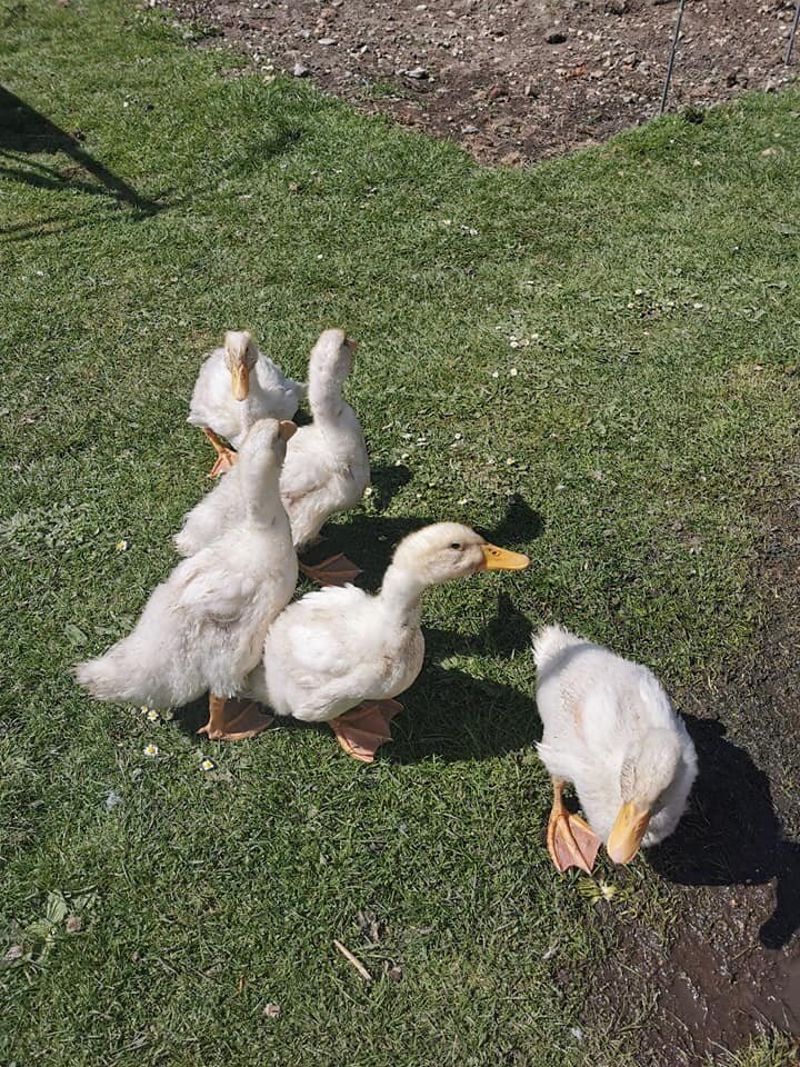 ducks.jpg