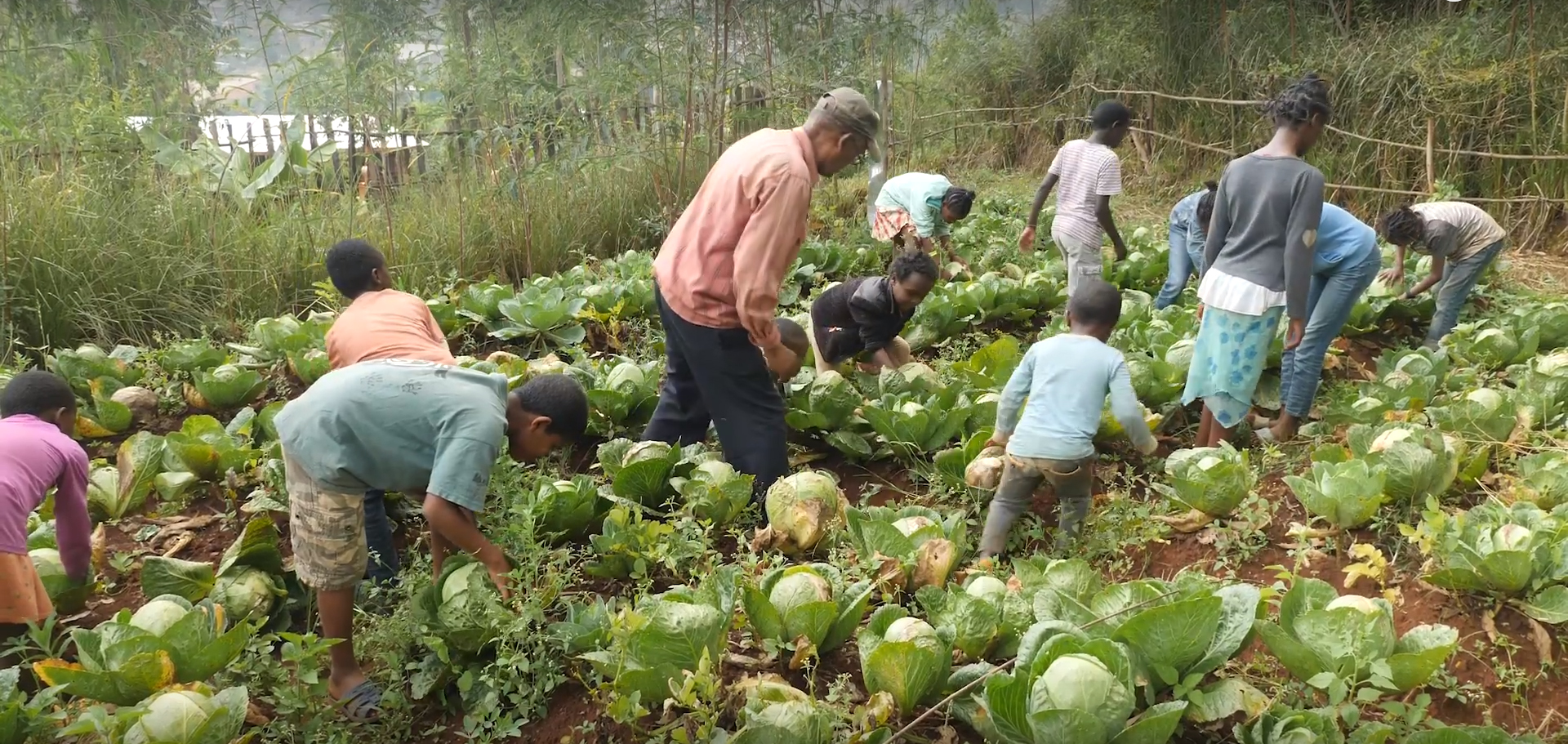 ethiopian-villageers-lettuce.jpg