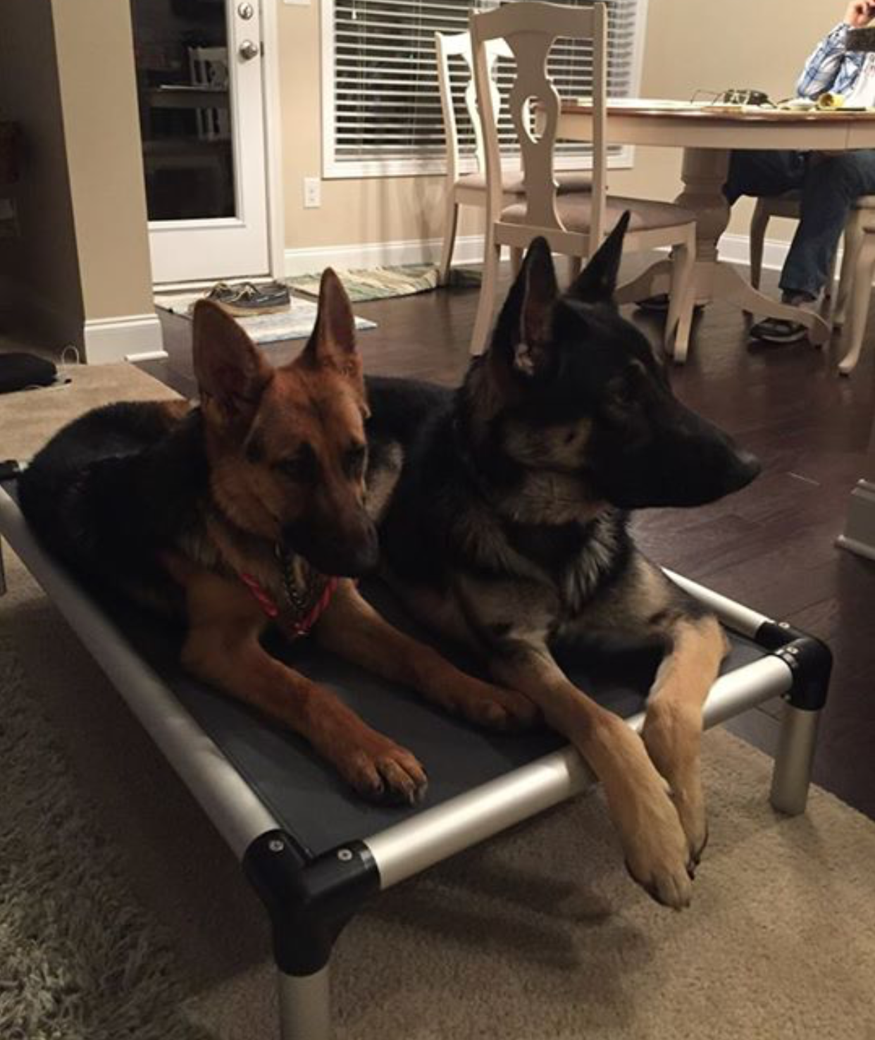 Duchess & Duke