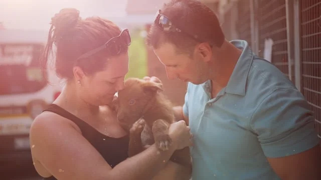 North bay Humane Society - Foster to Adopt