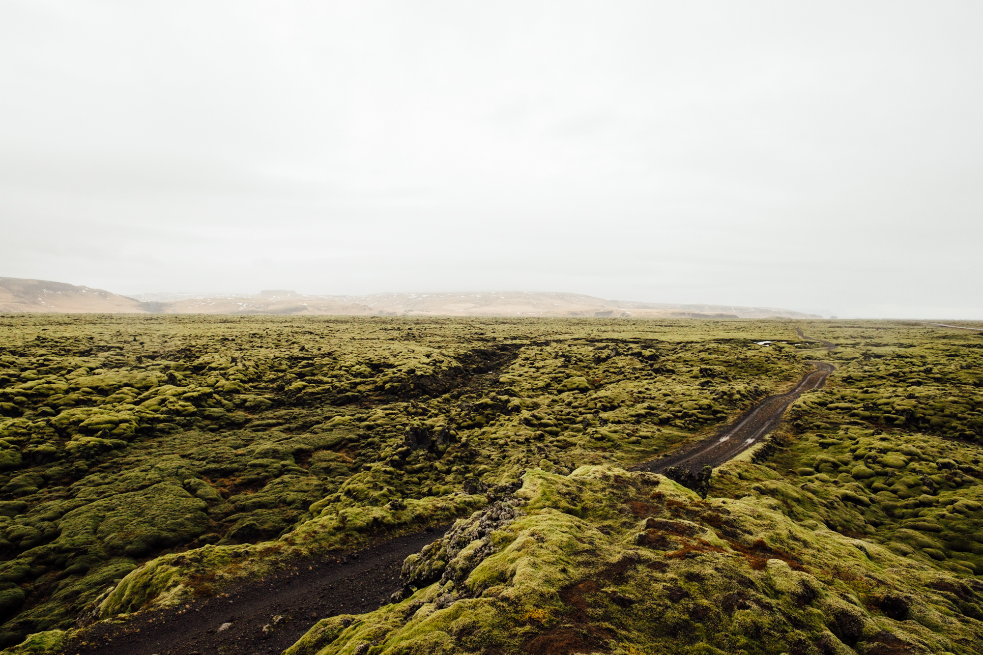 Looking out at the mossy lava fields during our drive east on day 2.