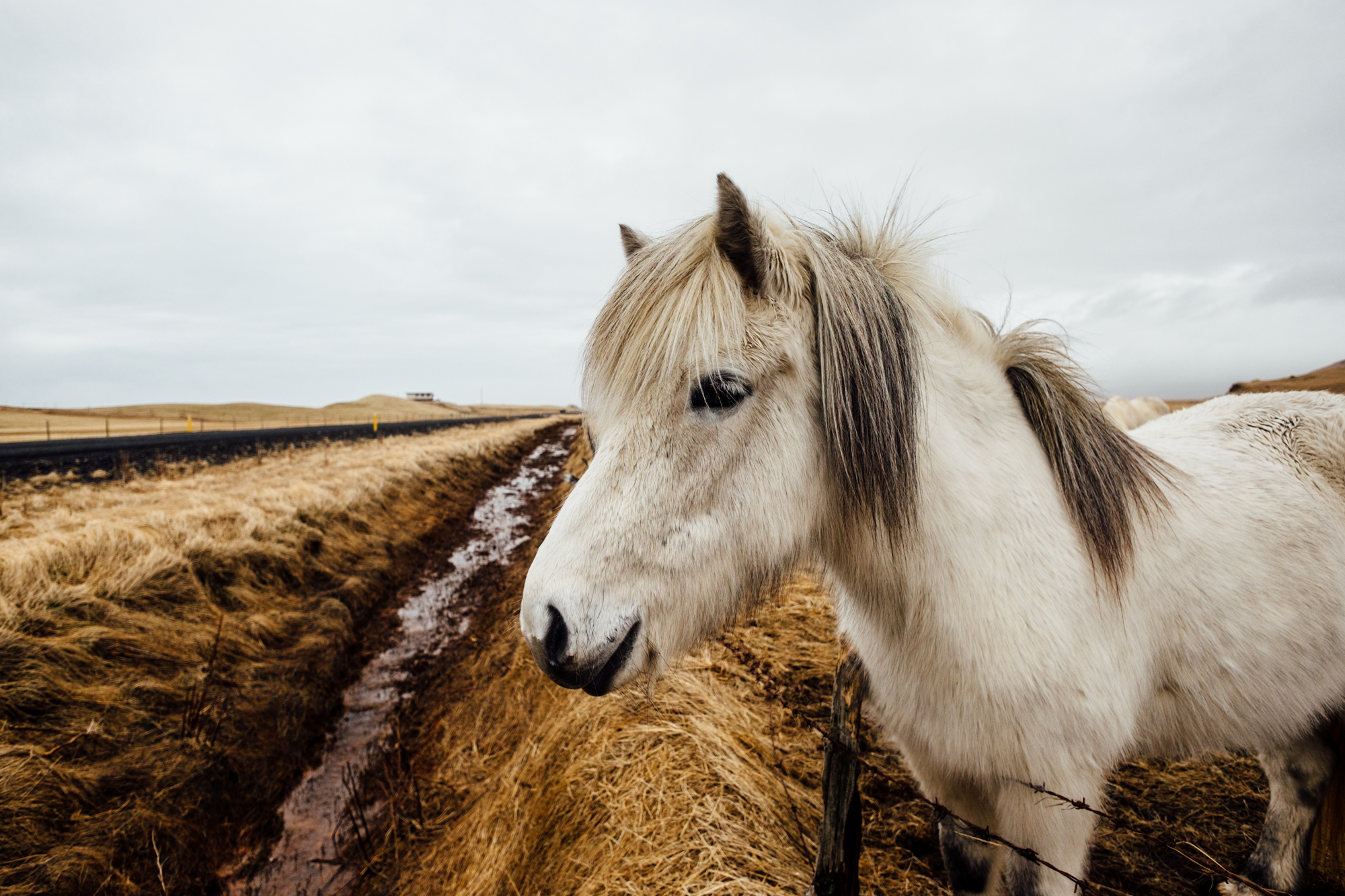  After Dyrhólaey, we headed to do a quick day trip around the Golden Circle. One our drive we were greeted by another pony looking for pets and food at the roadside. 