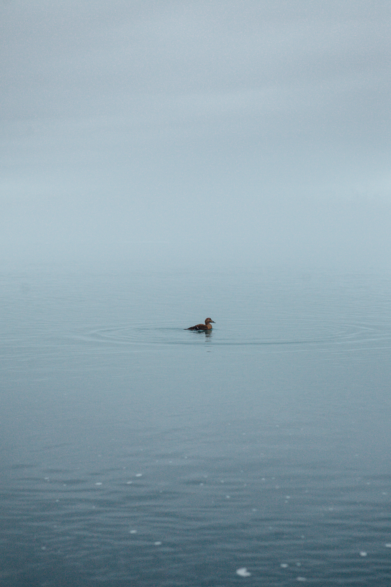  A female Common Eider drifting along in the freezing cold lagoon. 