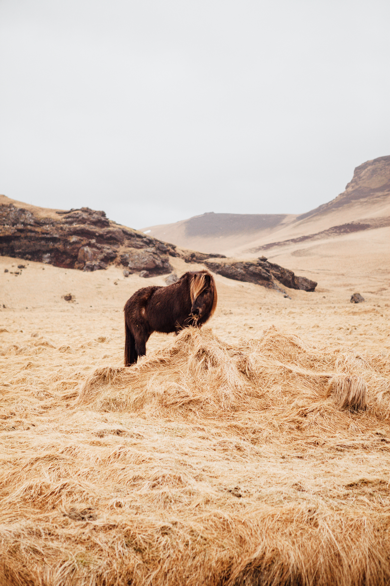  We saw a ton of Icelandic ponies, but many were too far from the road for photo ops. After this one we saw (and said hi to) a ton. 