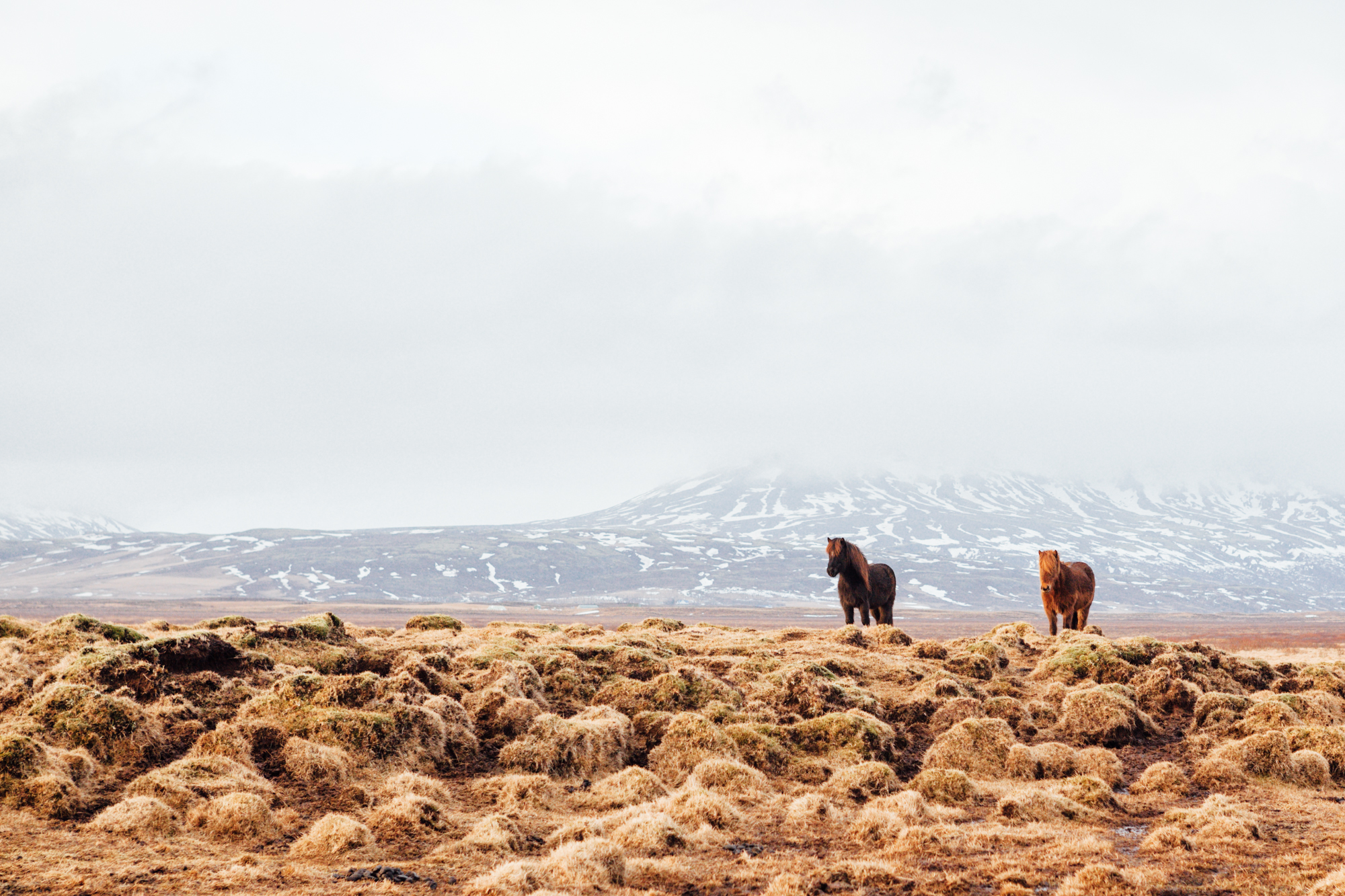  Had to finish the photo series with a pony shot, of course! This was taken on the way to our last stop on the Golden Circle, (the Kerid Crater - which didn’t make for great photos) before we headed to our Reykjavik hotel to crash before flying out t