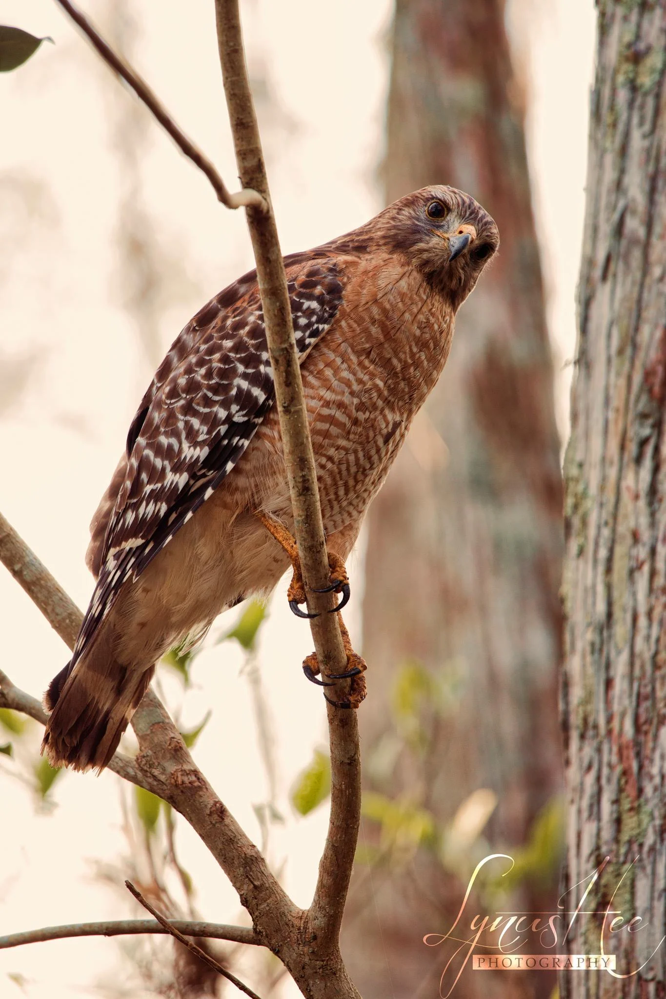 Red Shouldered Hawk.jpg